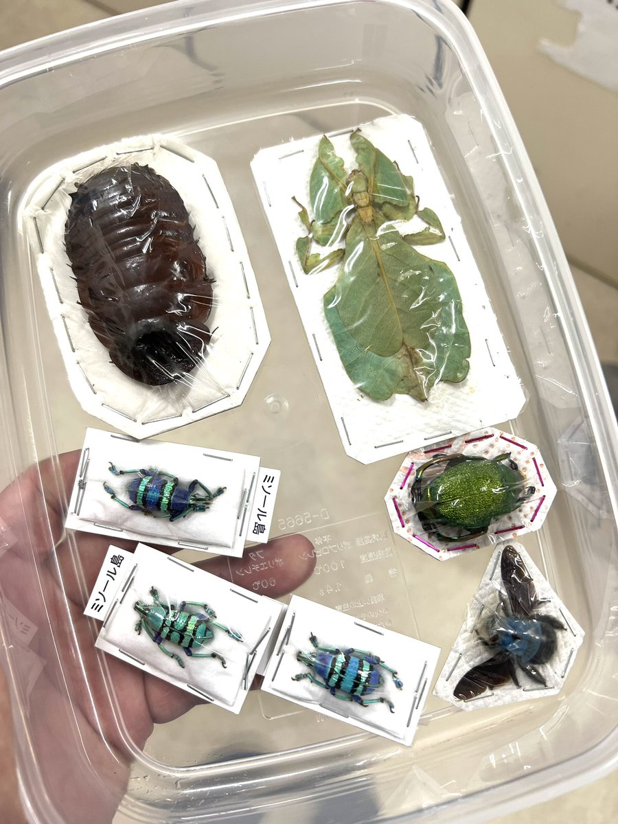 まむし2匹の乾燥品　標本 まむし2匹の乾燥品標本