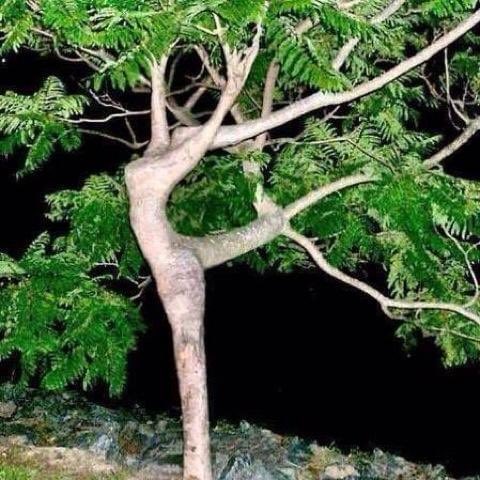 ShazDrama's tweet photo. Happy Wednesday. Here is a dancing tree to make your heart sing ❤️ https://t.co/LKs6rzUyht