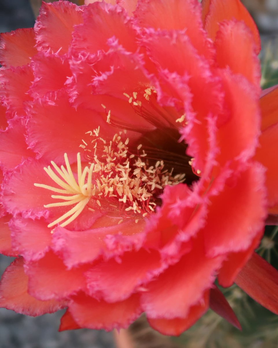 cactus_jerk's tweet photo. Ruffled Cactus Flowers! #cactus #cactusflowers #flowers #echinopsis #gardening #garden #cacti #flower #plant #succulents #trichocereus #cactusjerk #lobivia #plants #seeds #plantmemes #nature #botany #photography #plantlady #plantstyle #plantlife #plantstagram #plantlovers https://t.co/MXmNQYSY4M