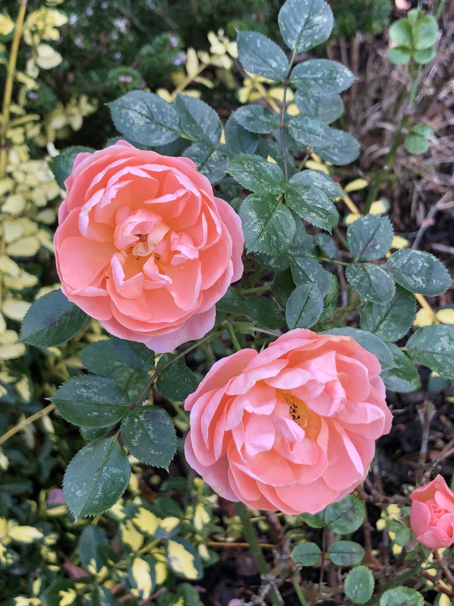 A pretty little rose seen whilst out for a weekend walk #RoseWednesday Enjoy your day 🧡🧡🧡