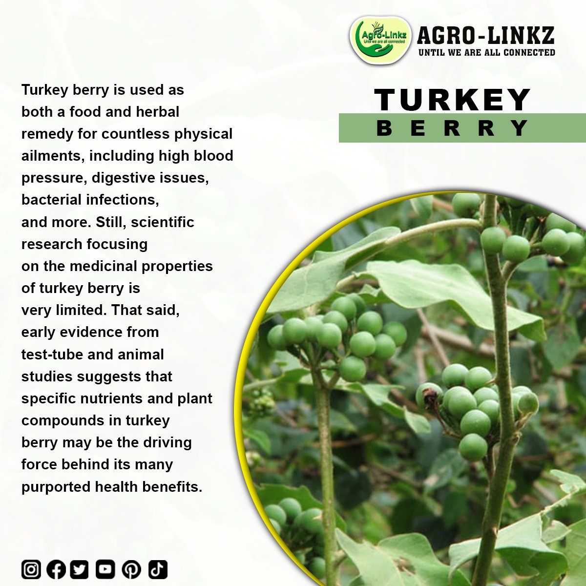 Green_Groove1's tweet photo. Did you know?
Turkey berries boost the body's immunity from common ailments like cold, cough and the flu. They also help lower blood pressure, keep cardiovascular diseases away, and can help kidney function.
#agro_linkz
#agrobranding
#agriculture https://t.co/jvGt7kvet4
