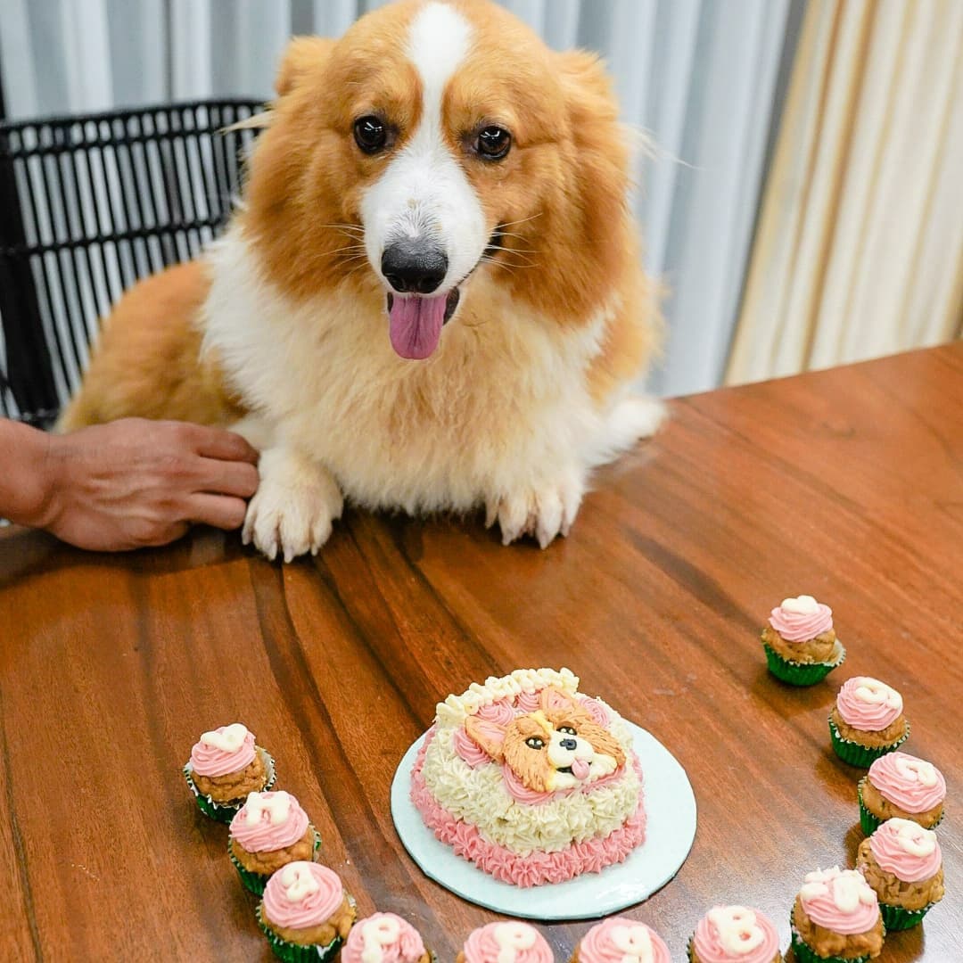 Corgi Valentine And Arrow (@CorgiValentine) / Posts / X
