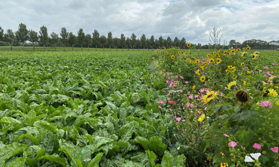 Meer biodiverse landbouw én publiek groen voor een sterkere natuur. Realiseren we samen met de telers op de Zuid-Hollandse eilanden, GroeneCirkels Duurzame Fritesketen, Wageningen Environmental Research en FarmFrites. Lees meer: bit.ly/31XLKRZ