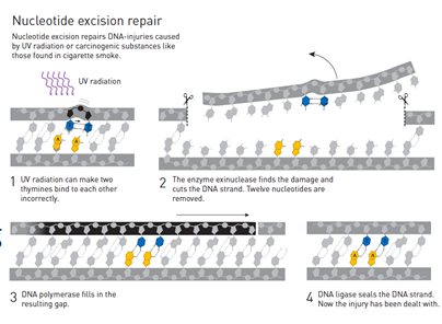 Q4IT_eu's tweet photo. Every complex system needs a self-correcting mechanism but allowing for evolution and finding positive mutations.
Analogy: DNA self-repair.
This is the central idea behind IT Quality Manager course.
#CITQM #ItQualityIndex
https://t.co/yeIN7K8L0o https://t.co/kL7BrRl1Zf
