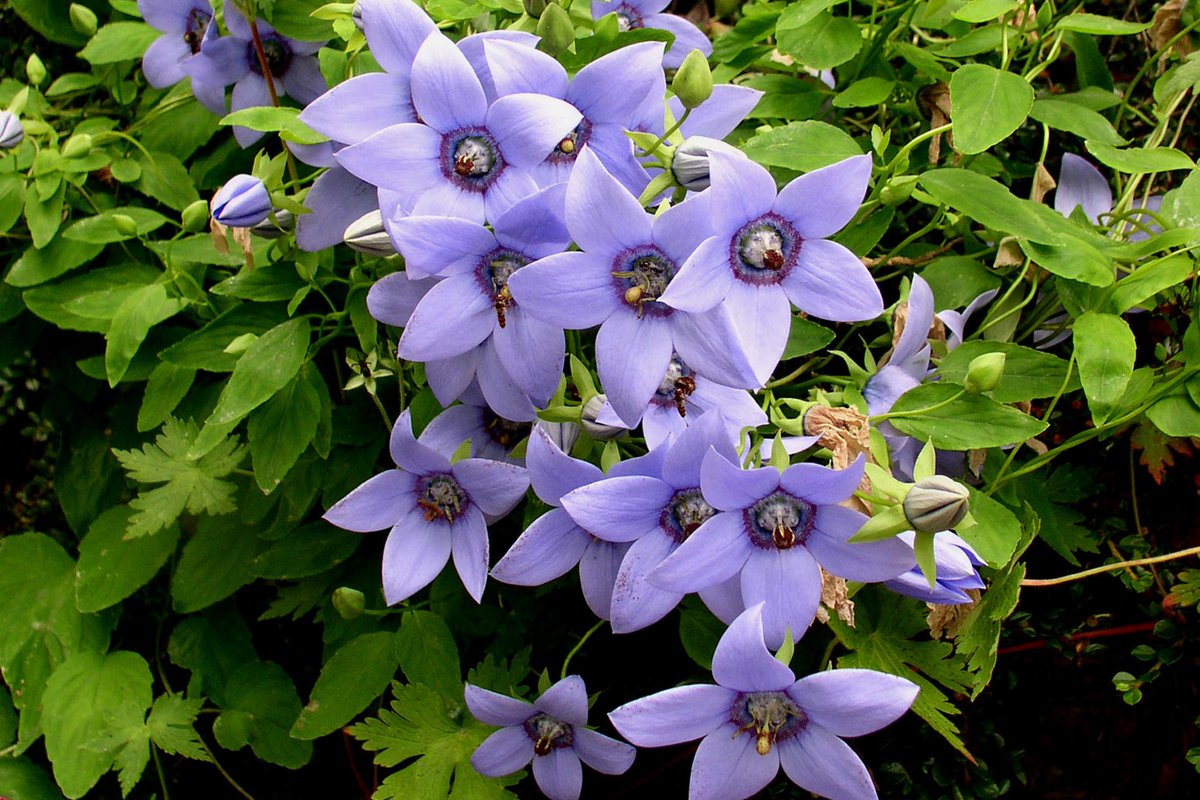 Plantheritage's tweet photo. Could you #sponsor the National Plant Collections to help conserve our garden plants?

You can follow one of 16 collections such as  Bob's unique National Collection of #Codonopsis

Find out more:  https://t.co/dxYqjdV9Jc 

Pic: Codonopsis grey-wilsonii cc B Armstrong https://t.co/YpWTBfRFUI