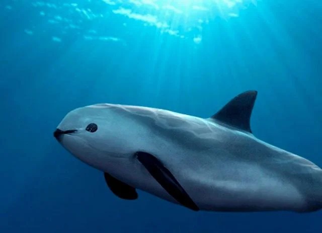This is a Vaquita, the rarest marine mammal on the planet. There are approximately 10 individuals left alive.
#TiredEarth