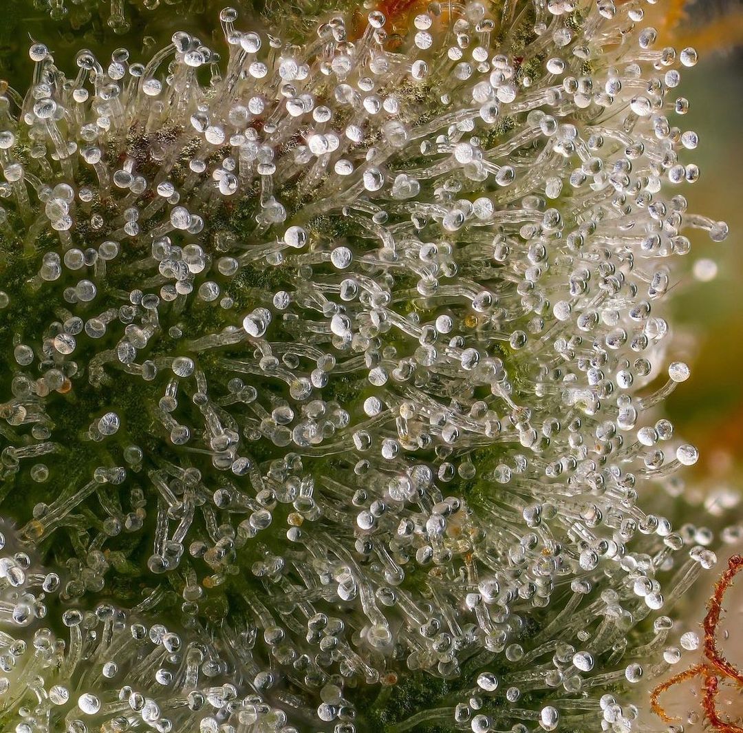 Trichomes for days❄
📸: <a href="/darkheart/">darkheart</a>.nursery <a href="/herbudz/">Heru BUdiman</a>