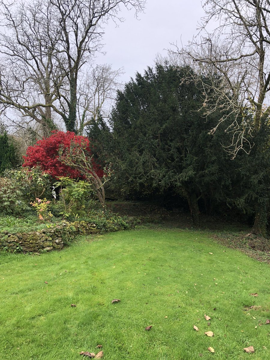 KirsteenAgutter's tweet photo. @thrivecharity a little update on the changing colours of my acer tree.Too beautiful not to share, although 11 days early in the #autumnwellbeing calendar! #changingcolours #inmygarden #sth #acers #autumn #lovewhereyoulive https://t.co/iKWdtSVcl0