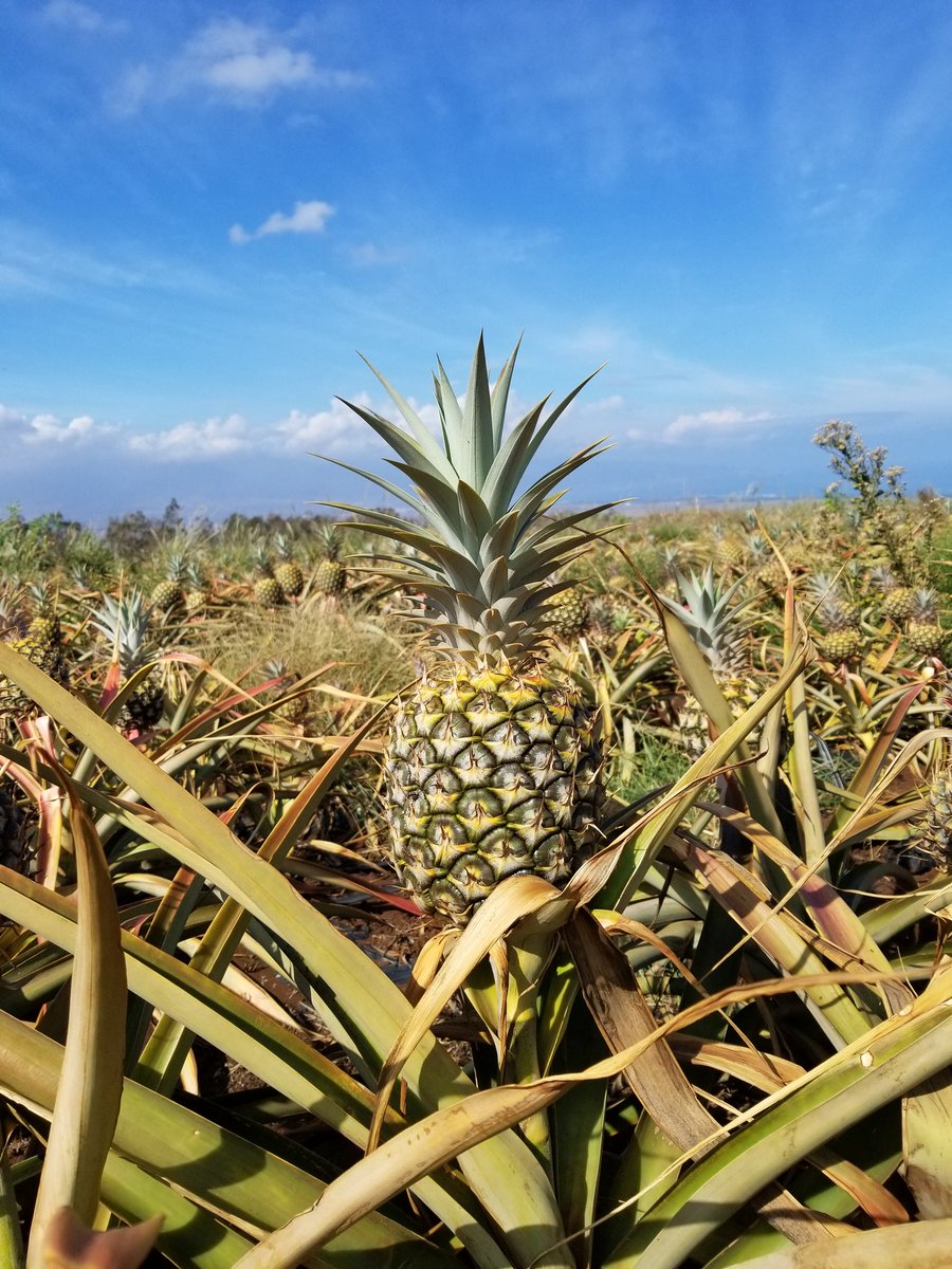 _davewiff's tweet image. Day 7:  What a day. Spent the morning touring Maui Gold (the only pineapple plantation in the US). And then ended Maui with the worlds best luau.  Gonna be tough to have a better day than today.
