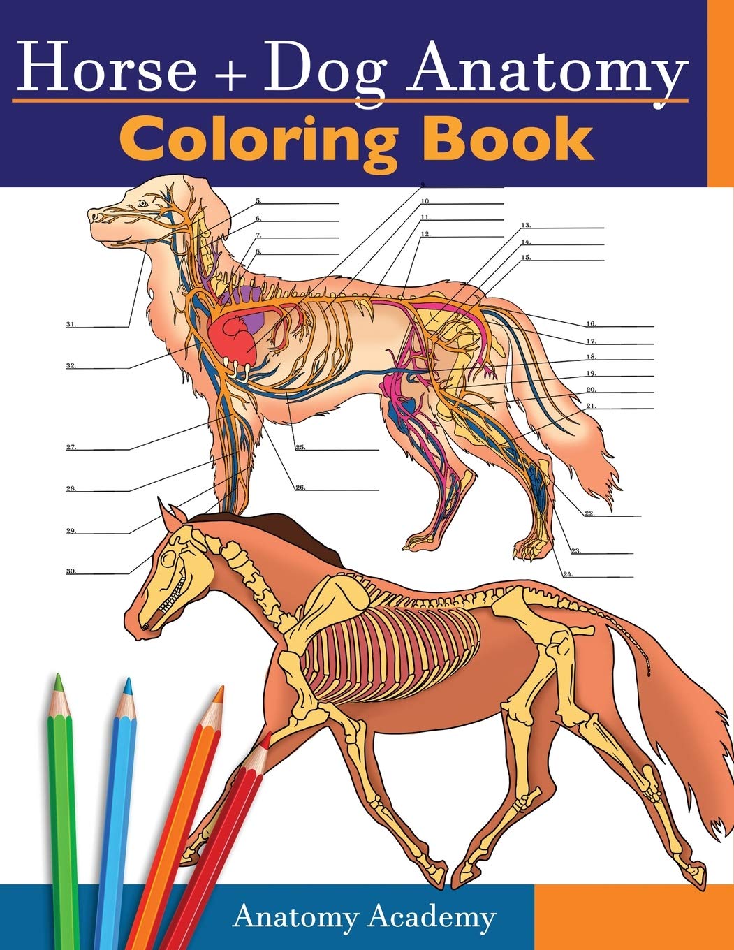 Read [PDF] Horse + Dog Anatomy Coloring Book 20 in 20 Compilation ...