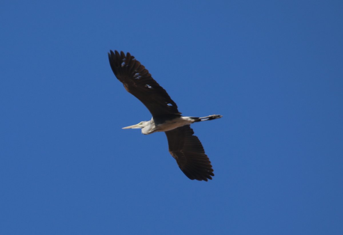 Amanosbirding's tweet photo. Gri balıkçılı neden vururlar? #amanavcıvurmabeni #avcinayettir #avyasaklansın #avcılıkspordeğildir #avcılıkyasaklansın #huntingisnotasport #gribalıkçıl #ardeacinerea #greyheron #birding #birdwatching #kuşlar #kuşgözlem #Hatay #Hassa #wetlands #wetlandsconservation https://t.co/Y2Xxja67fx