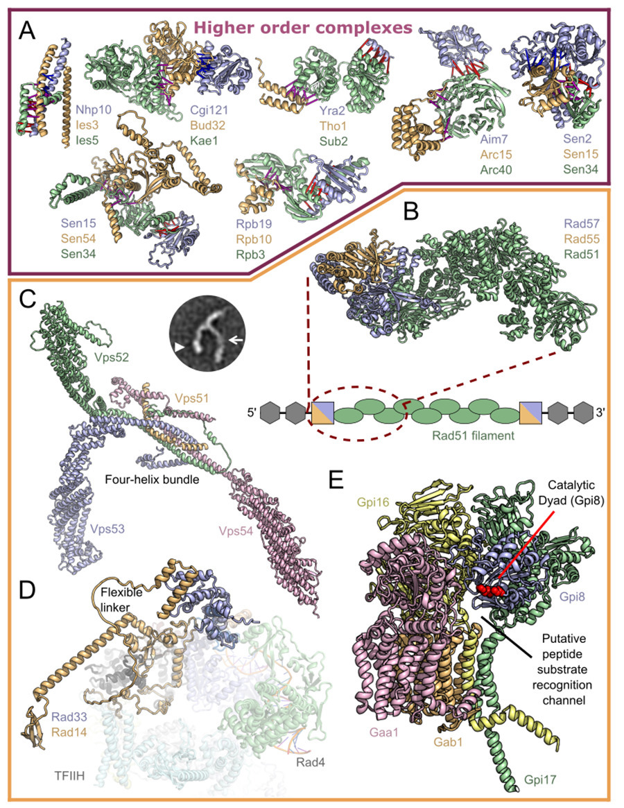 ScienceMagazine's tweet photo. Using a combination of #RoseTTAFold and #AlphaFold to screen millions of pairs of yeast proteins, researchers in Science identified over 1500 pairs likely to interact. The results will advance understanding of cellular processes, the authors say. https://t.co/ZhfeJtPCyJ https://t.co/vHoOznDV8n