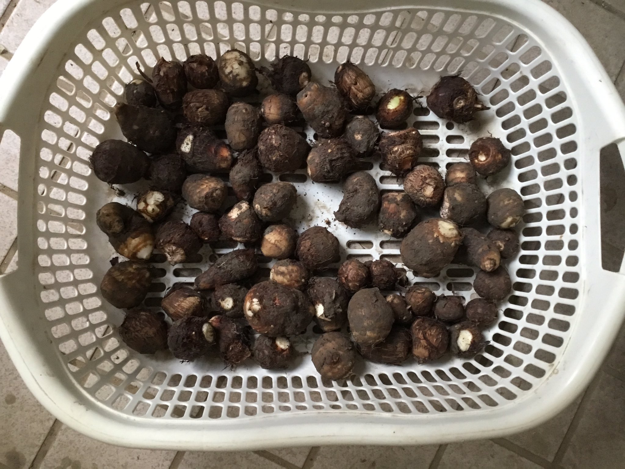 日本蔬菜研究會 昨日 無肥料無農薬栽培を行なつていた 愛知在来八名丸里芋の収穫を行ひました 本日 掃除を行なつた 種芋保存 正月の御雑煮用の選別保存を始めねばなりません T Co Vs7yveqh7t Twitter