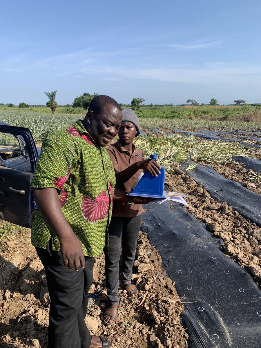 Pineapple Value Chain Project Carp+ Ghana tweet media