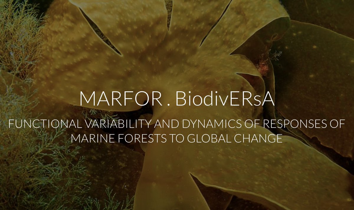 BiodiversaPlus's tweet photo. 🌊🌳Marine Forests support key ecosystem functions throughout European coastlines. #MARFOR project is studying biodiversity dynamics in these unique ecosystems to deliver ecosystem services.
Follow #BiodiversityEvents LIVE: https://t.co/NOnd7ht3Yg https://t.co/HATHLwuaxy