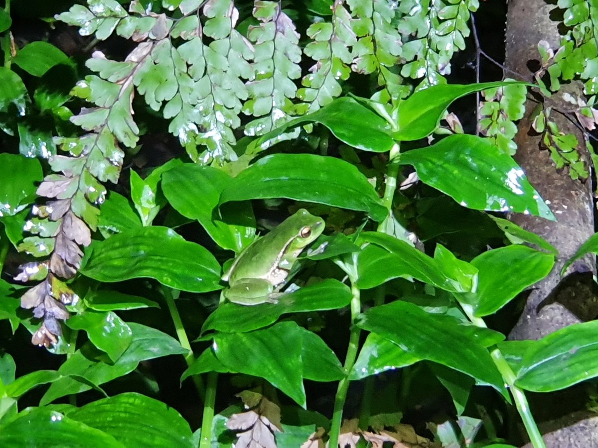 We're more than halfway through #FrogIDWeek! Found this southern green stream frog (Litoria nudidigitus) whilst searching for frogs to record on the @FrogIDAus app. It was sitting out on the leaves, totally unfazed by the rain. Submit a call to find out what frogs are near you!