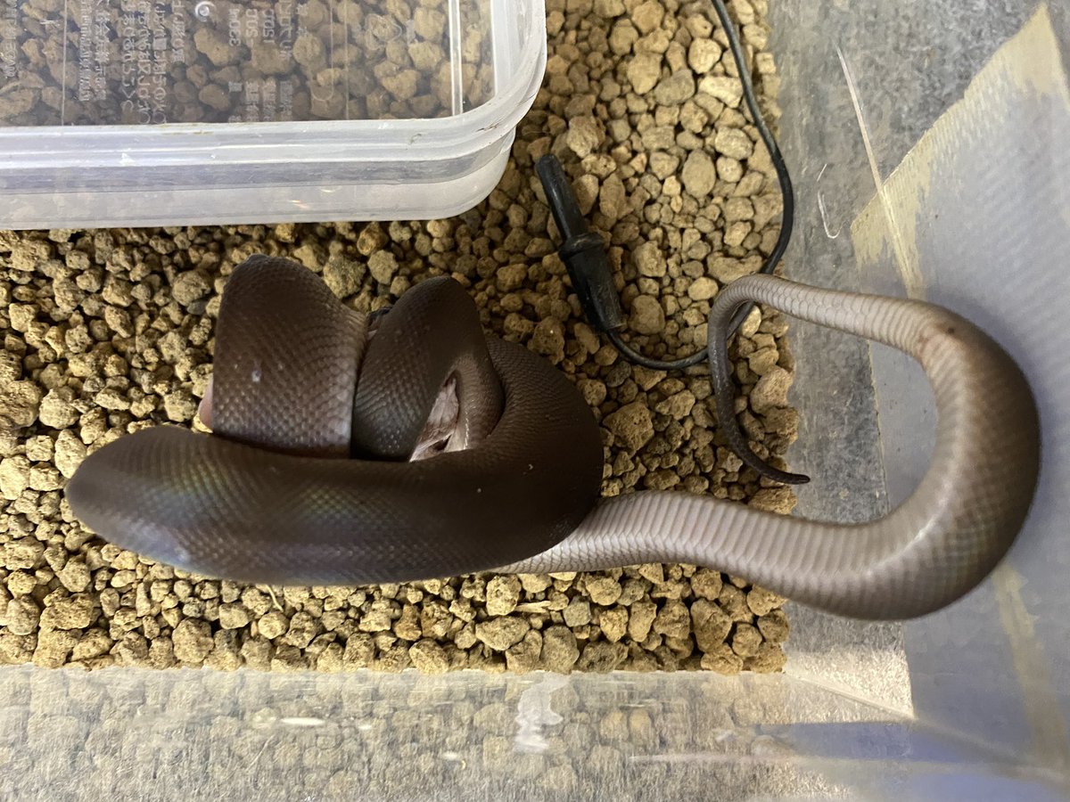 シロクチニシキヘビ - Search / X