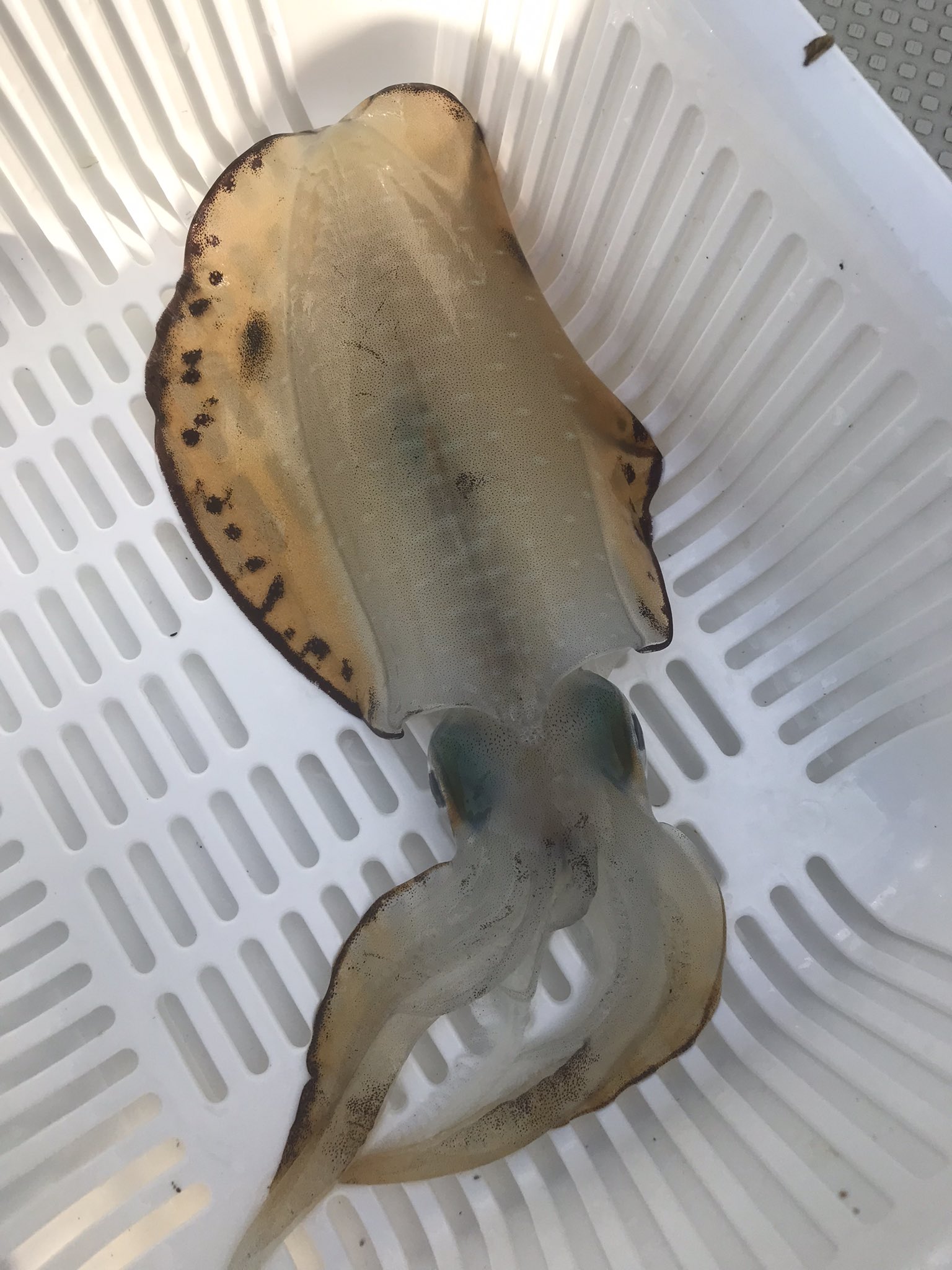 おうちごはん 宅飲みと美味しいご飯作り 今日の釣果は アオリイカでかいの1 甲烏賊2 カミナリ1 太刀魚21 釣果 広島釣果 バーチカルエギング 広島釣り 太刀魚 アオリイカ コウイカ カミナリ テンヤ 広島 T Co Nhkaelykwe Twitter