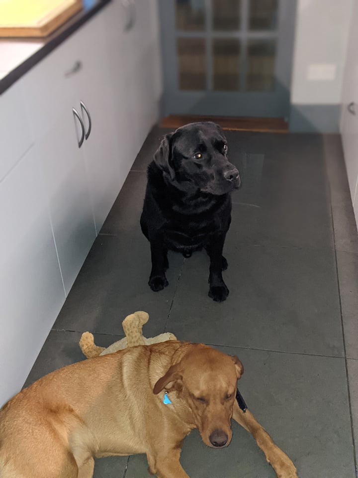 LynnBry29527024's tweet photo. #WhatsHappeningWednesday @HistWriters Ready to get in a full day's work on #AnIndomitableBrigade as this cold feels a bit better, but the day began with the family running round the streets to recapture 2 escaped #dogsoftwitter #WritingWithLabradors #OscarAndAlfie #Guiltydogs https://t.co/skiY6dRGVY
