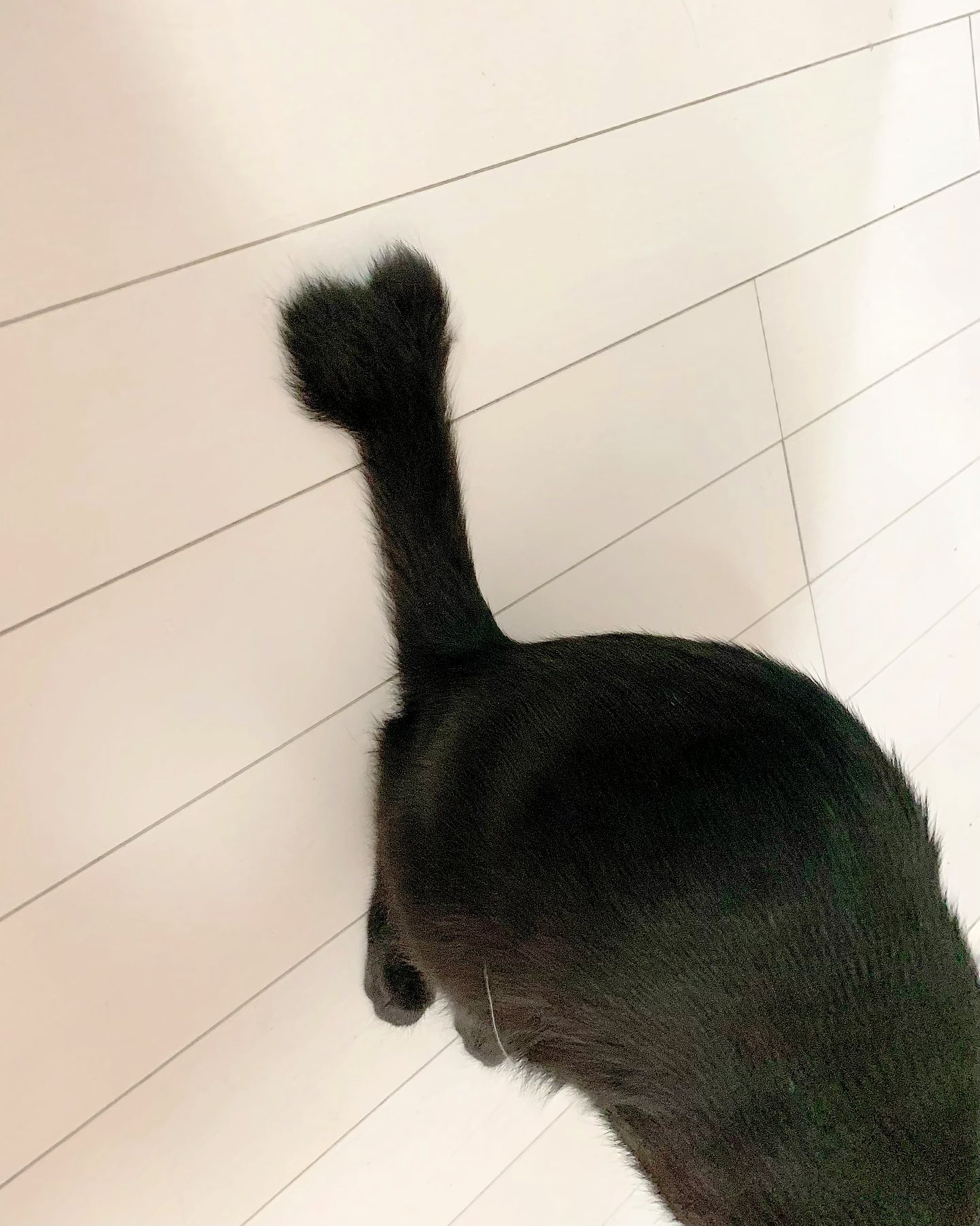 タカムラ 新入猫の尻尾の先がハート型してるので見て欲しい T Co 4sh7k6wacx Twitter