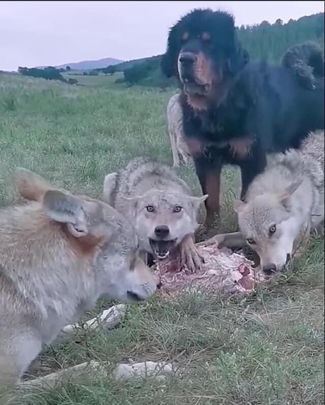 ОНЦ НОЦТОЙ АВЛИГЫН ХЭРЭГТ ЦААЗЫН ЯЛ ОНООГООД ЭХЭЛБЭЛ АВЛИГА НАМ ДАРАГДАЖ МОНГОЛ УЛС ЦЭЦЭГЛЭН ХӨГЖИХ БОЛНО ГДГТ ОГТ ЭРГЭЛЗДЭГГҮЙ!