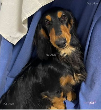 #PetAlertCatalunya #FemXarxa #XarxaGironaPerduts <a href="/pont_roma/">Perduts trobats🐕🐈Catalunya</a>
PERDUT gos tipus Teckel a CANET D'ADRI (Girona).
16/11/21
Zona: Plaça Comellassa baixant a Palol, a Montbó de Canet d'Adri.
Nom: “Bollete”
Contacte : 627 994 000.