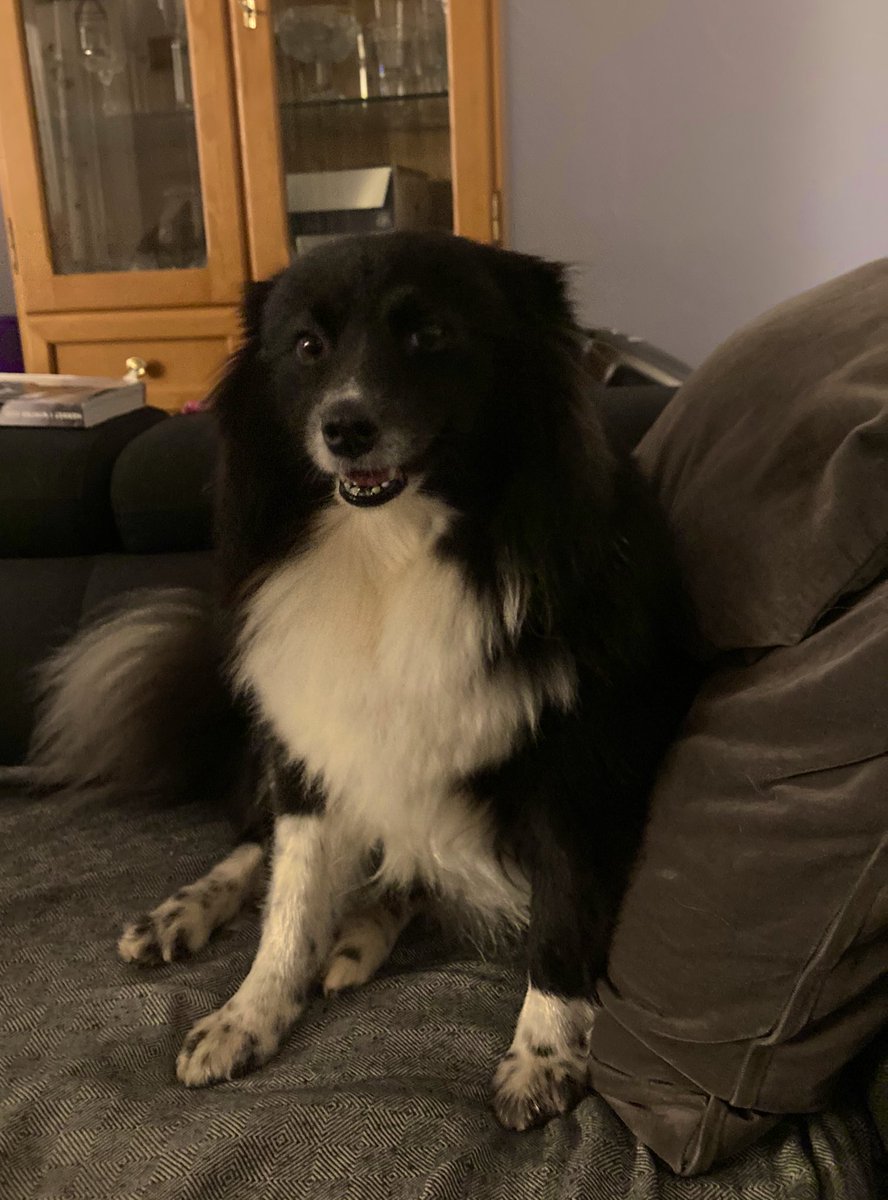 PawSpitzfamily's tweet photo. Good morning friends 🥰
We hope you had a good start to the day. #HumpDayMotivation
We are still tired. 😴 And looking forward to today's walks 🤩
We wish you all a great day. 🥰 Enjoy the day and have fun 🐾 #dogs #happydogs #dogslovers #dogsfriends #spitzfamily #spitz #hunde https://t.co/RfY71jfpng