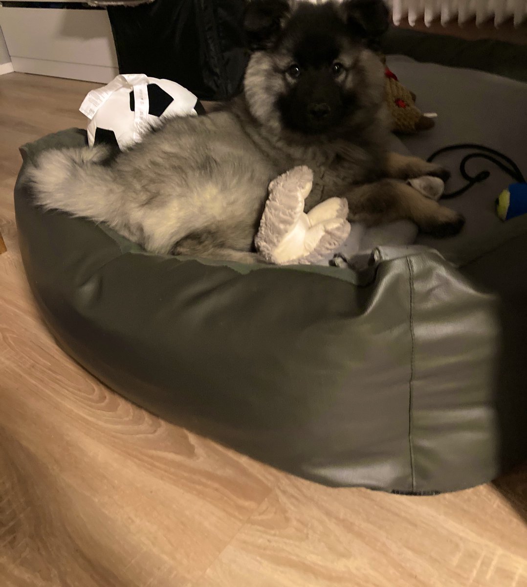 PawSpitzfamily's tweet photo. Good morning friends 🥰
We hope you had a good start to the day. #HumpDayMotivation
We are still tired. 😴 And looking forward to today's walks 🤩
We wish you all a great day. 🥰 Enjoy the day and have fun 🐾 #dogs #happydogs #dogslovers #dogsfriends #spitzfamily #spitz #hunde https://t.co/RfY71jfpng