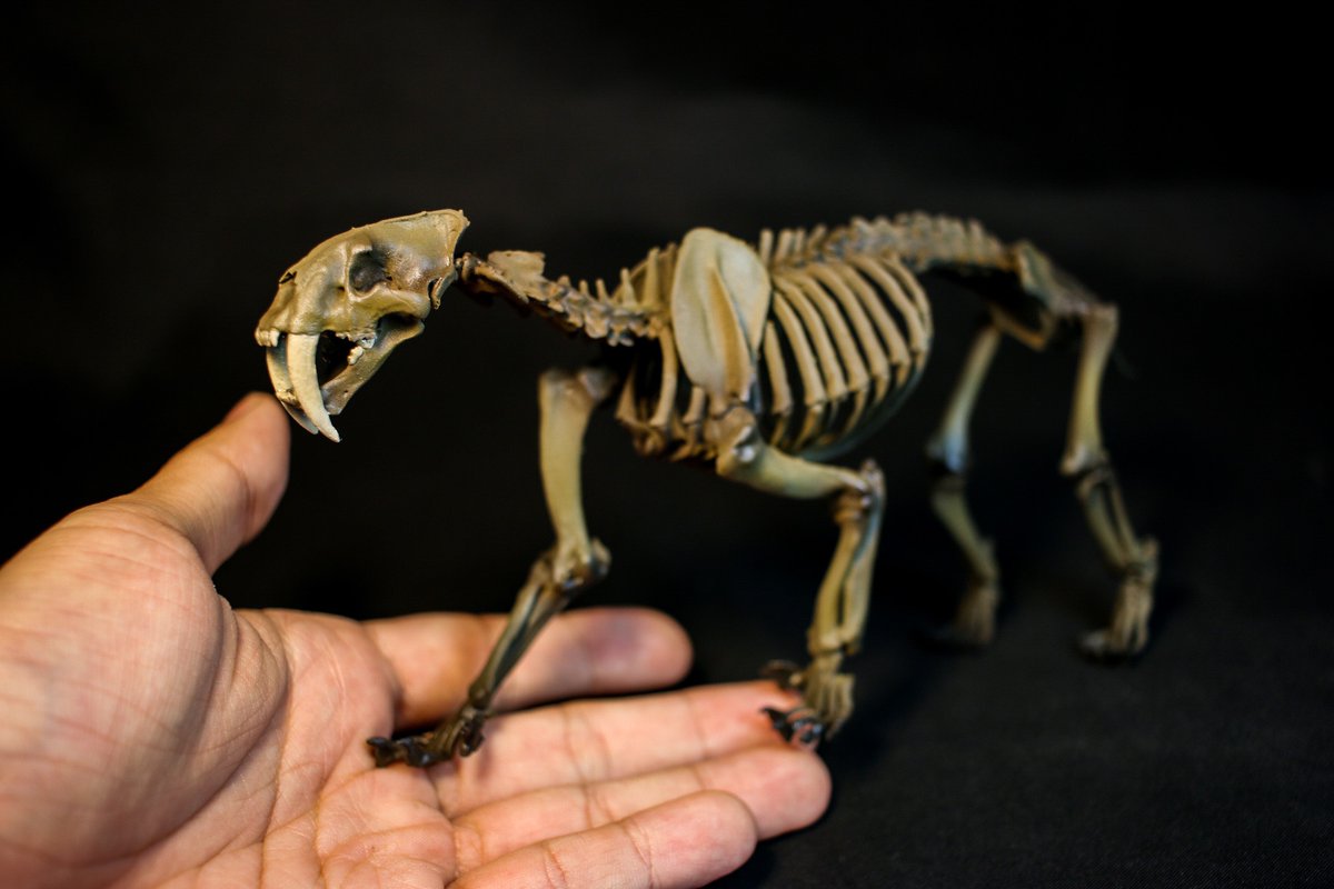 骨格 サーベルタイガー画像 恐竜没後の百獣の王 サーベルタイガー