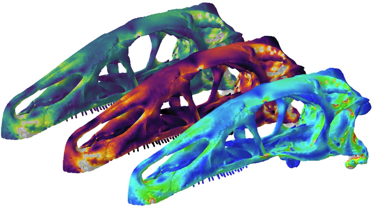 New paper out today in @RSocPublishing Open Science exploring the use of colour maps in palaeontology to represent results from finite element models. royalsocietypublishing.org/doi/pdf/10.109… 1/7