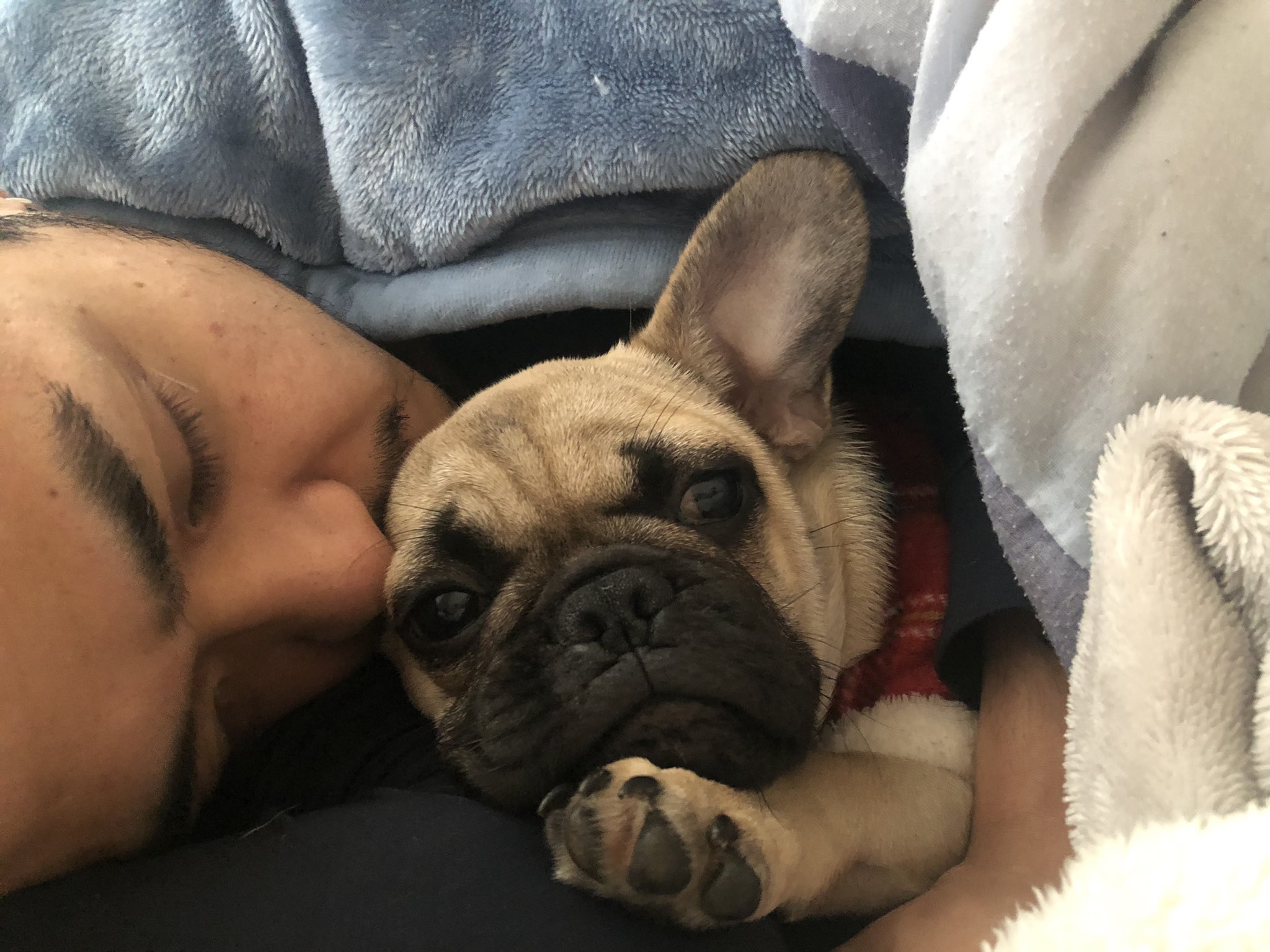 Bulldog ♥︎ブルドッグ ✿パグ ID:FB543 French Bulldog | 【ブルドンズ公式サイト】フレンチ
