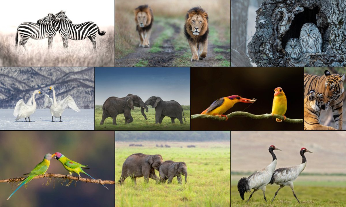 Ranga.NFT 🦉 tweet media