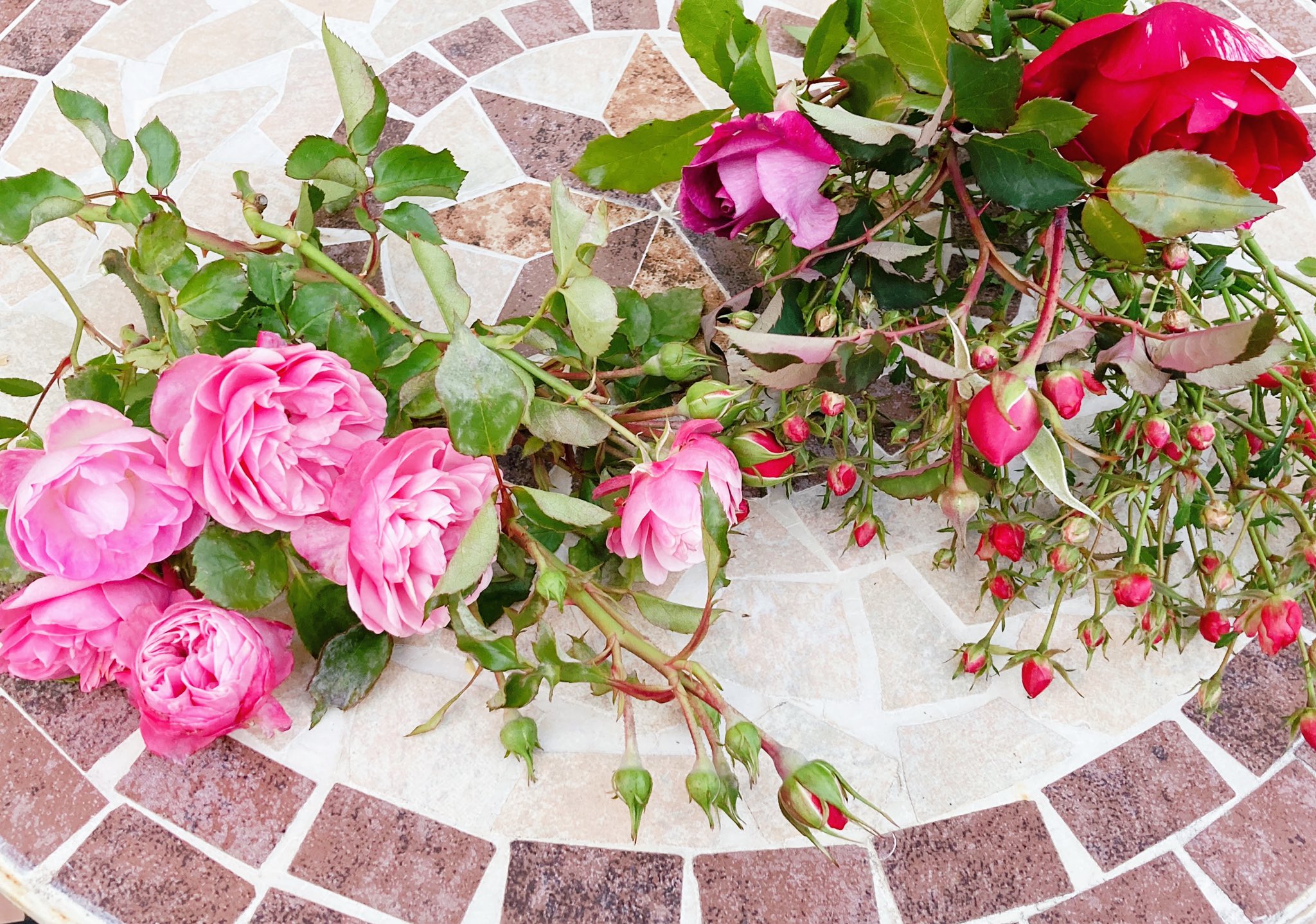 ともでぃーちゃ 庭の薔薇たち 今年も元気に沢山咲いてくれて ありがとう 今朝の霙で決心 姫バラ プラムパーフェクト 蕾以外の株は剪定完了 あとは冬囲いだけ ノヴァーリス ギーサヴォア バーガンディアイスバーグ バイランド