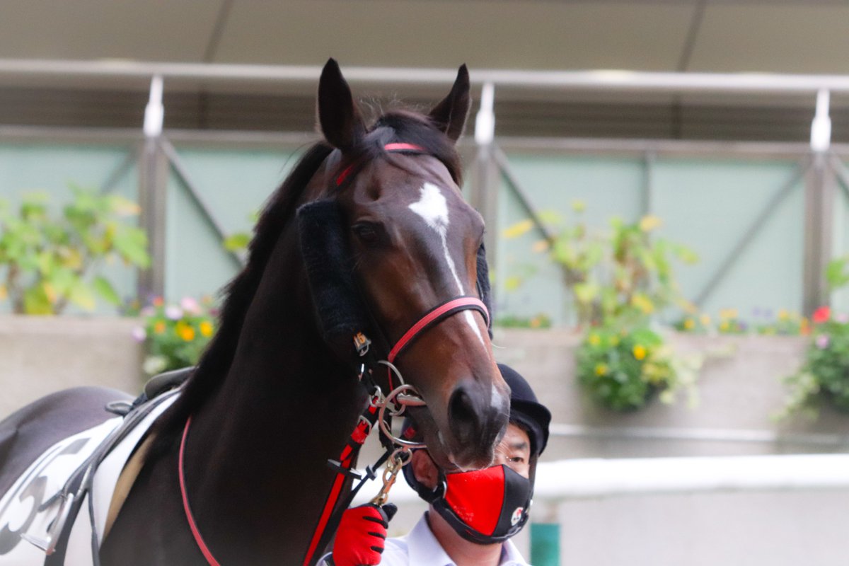 majesty_bio's tweet photo. 2021/11/14　福島2R・2歳未勝利
エンドロール
(ガルボ×トゥファーアウェイ)
パドック周回から気合い入りまくり！先行する彼にとって福島は絶好の舞台だったけれども、まさかの大外。次だ！次に頑張ろうね！

#エンドロール
#青木孝文厩舎
#秋山稔樹 https://t.co/KQtcoFDciU