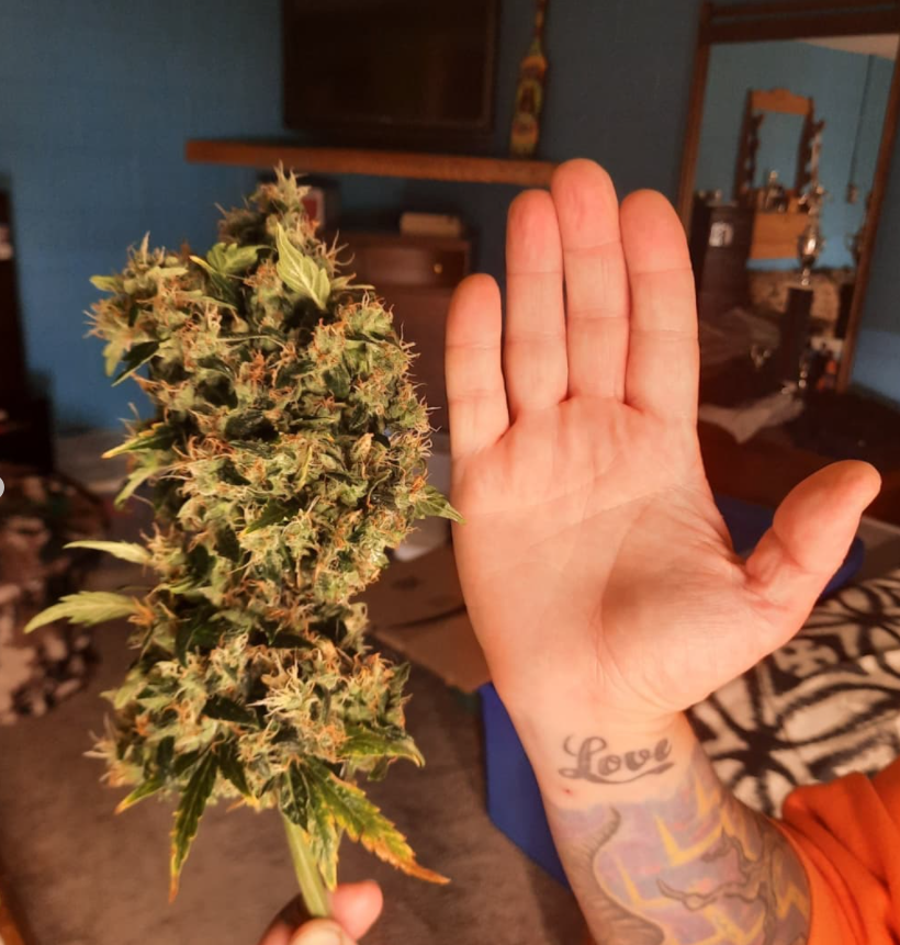 ViparSpectraLED's tweet photo. Finally chopped this Critical auto, and this is a nug off the lowest branch! It's unbelievably dense and super frosty๐ฅถ๐...She's being fed under XS1500 #viparspectraled using h2o.fx water optimizer!
๏ผpictures from canna.amanda๏ผ
Coupon code: VIPARFB
https://t.co/vJzhwNMwzo https://t.co/FdJo0BWT07