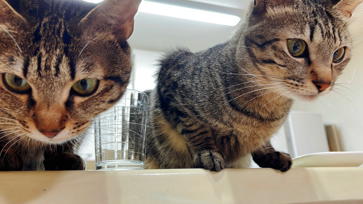sho_nyanko_biyo's tweet photo. 夕飯は何かニャ？
今日もダイニングテーブルに運ばれるお料理の見学会です。コップとお皿が初めからのっているのですが勢いよくピョンと飛び乗るのに食器類は倒さないのがすごいといつも感動していますw
右がこのみで左がココアです。

#ねこのいる生活 #ねこのいる暮らし #猫好きさんと繋がりたい https://t.co/V0GfFONBPn