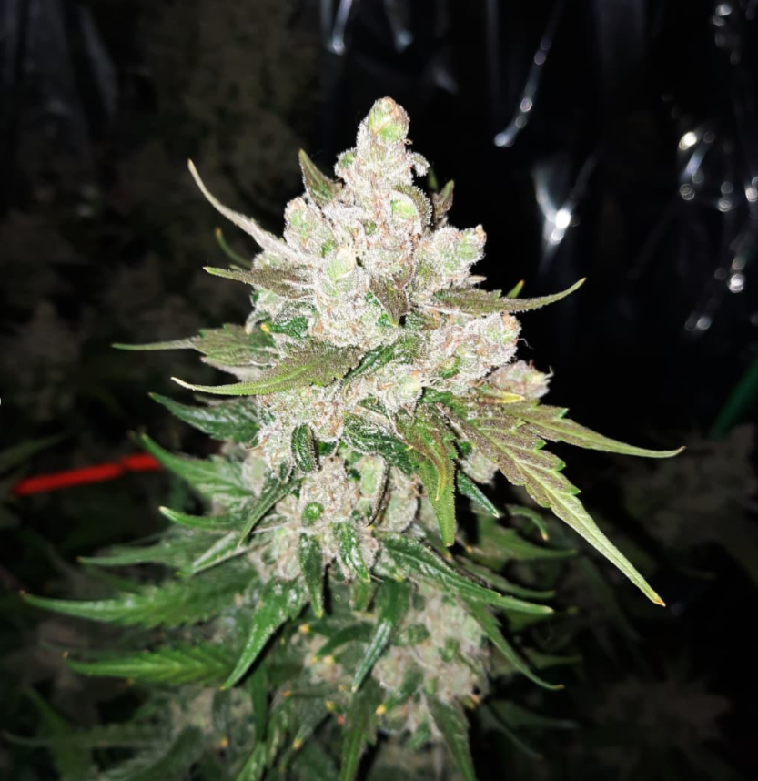 ViparSpectraLED's tweet photo. The ladies are fading a little and taking on some colour in the leaves...
Strain:sonoma_seeds White Widow๐ฟ๐งฌ
LED: #viparspectraled VA1000, P1500
(https://t.co/vJzhwNMwzo Coupon code:VIPARFB) https://t.co/bnUJBZtNvN