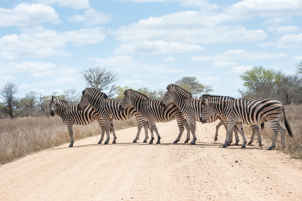 Tourism_gov_za's tweet photo. #WednesdayInspiration RT @TourvestDM:
A #zebra crossing inside the #KrugerNationalPark. π¦π¦π¦π¦π¦
#SouthAfricaIsTravelReady ππΏπ¦
πΈ Yongyut Kumsri
@SANParks @SANParksKNP @ShotLeft @satravelready @satsa_sa @SATravelTrade @ilovezacom @iLoveRSA @inspired_lifeSA #SANParksWeek https://t.co/e4BgfrCx9l