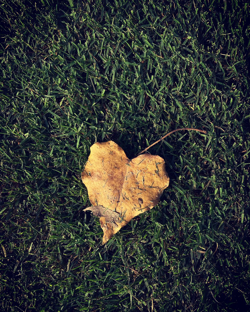 briskjourney's tweet photo. When you learn how to suffer, you suffer much less #photography #Photos #iPhone #travelphotography #travel #nature #naturelovers #natural #wild #India #life #traveldiaries #Traveller #travelling #Leaves #amazing #Philosophy #beauty #naturephotographer #NatureBeauty #photographer https://t.co/N9O1jaXN5c