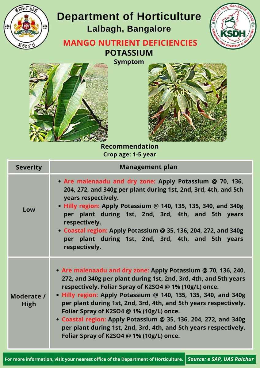HorticultureGoK's tweet photo. ಮಾವು ಬೆಳೆಗೆ ಪೊಟ್ಯಾಷಿಯಂ ಪೋಷಕಾಂಶ ಕೊರತೆಯ ನಿವಾರಣೆಗೆ ತಜ್ಞರ ಶಿಫಾರಸ್ಸುಗಳನ್ನು ರೈತರ ಮಾಹಿತಿಗೆ ನೀಡಲಾಗಿದೆ.
#horticulture #karnataka #Mango #Symptoms #fruits #farmers #agriculture #agriculturelife #DepartmentUpdates #mangos #mangotree #kingoffruits #nutrients #potassium #crops #farming https://t.co/EGDu0lD8tR