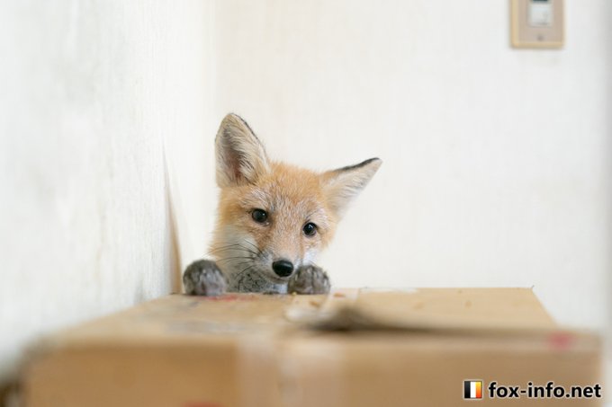 キツネ写真館 きつね飼養中さん の最近のツイート 11 Whotwi グラフィカルtwitter分析