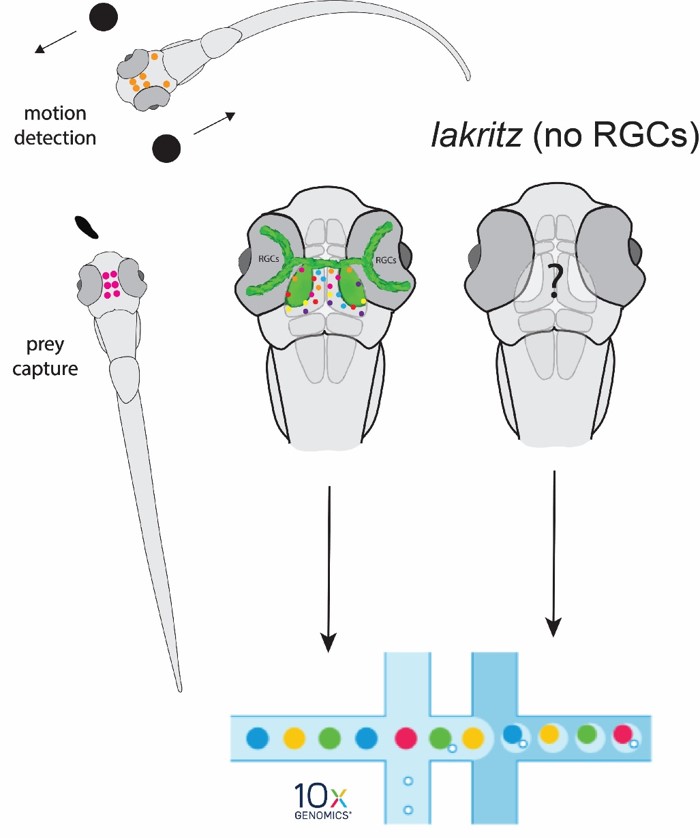 ShacharSherman's tweet photo. New preprint on @biorxivpreprint: https://t.co/LIermTFR8d
In this study we explore visual forebrain development in complete absence of retinal input. Surprisingly, we find that visual cell types develop in blind animals, assemble into circuits and can drive visual behavior. https://t.co/gNj3PZc2E9