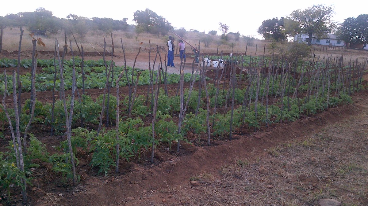 NdoroCC's tweet photo. @SibandaSibbs Hi when were you born, do research  Zimbabwe was the bread basket, benefiting mostly whites. My farmer father worked hard also our people did in their villages. Their produce were bought for peanuts and then exported to parts of Africa and abroad. Never hungry! https://t.co/Vf0roniJK4