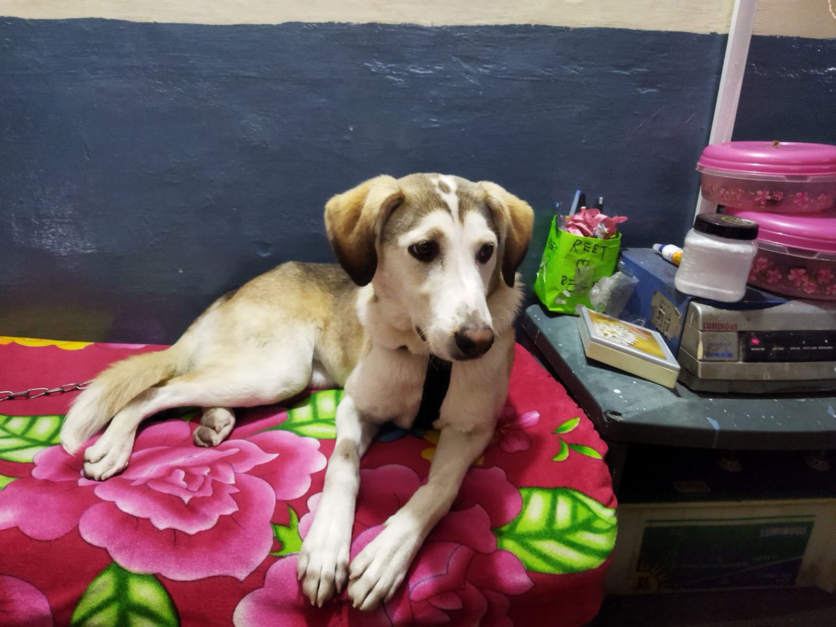 #AdoptDontShop Adorable #desidog approx. 7-month-old, needs a loving famiy. 

He is currently in Aryabhatta Research Institute of Observational Sciences (ARIES) campus #Nainital where there's a risk of leopard attacks.  

To adopt him, please contact 7983505633.

RT!