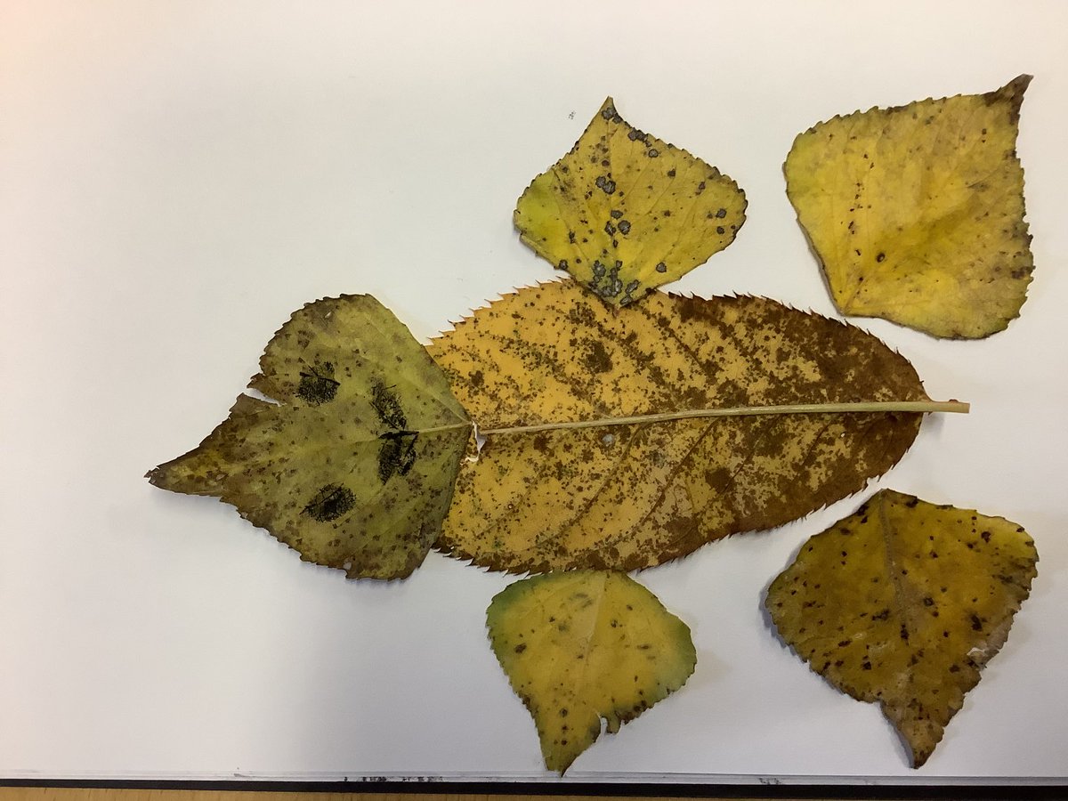 BrookPebble's tweet photo. Our awesome finished results! What a talented bunch Y1-2 we are! #art #science #autumnchanges https://t.co/Ril1aXMuYl