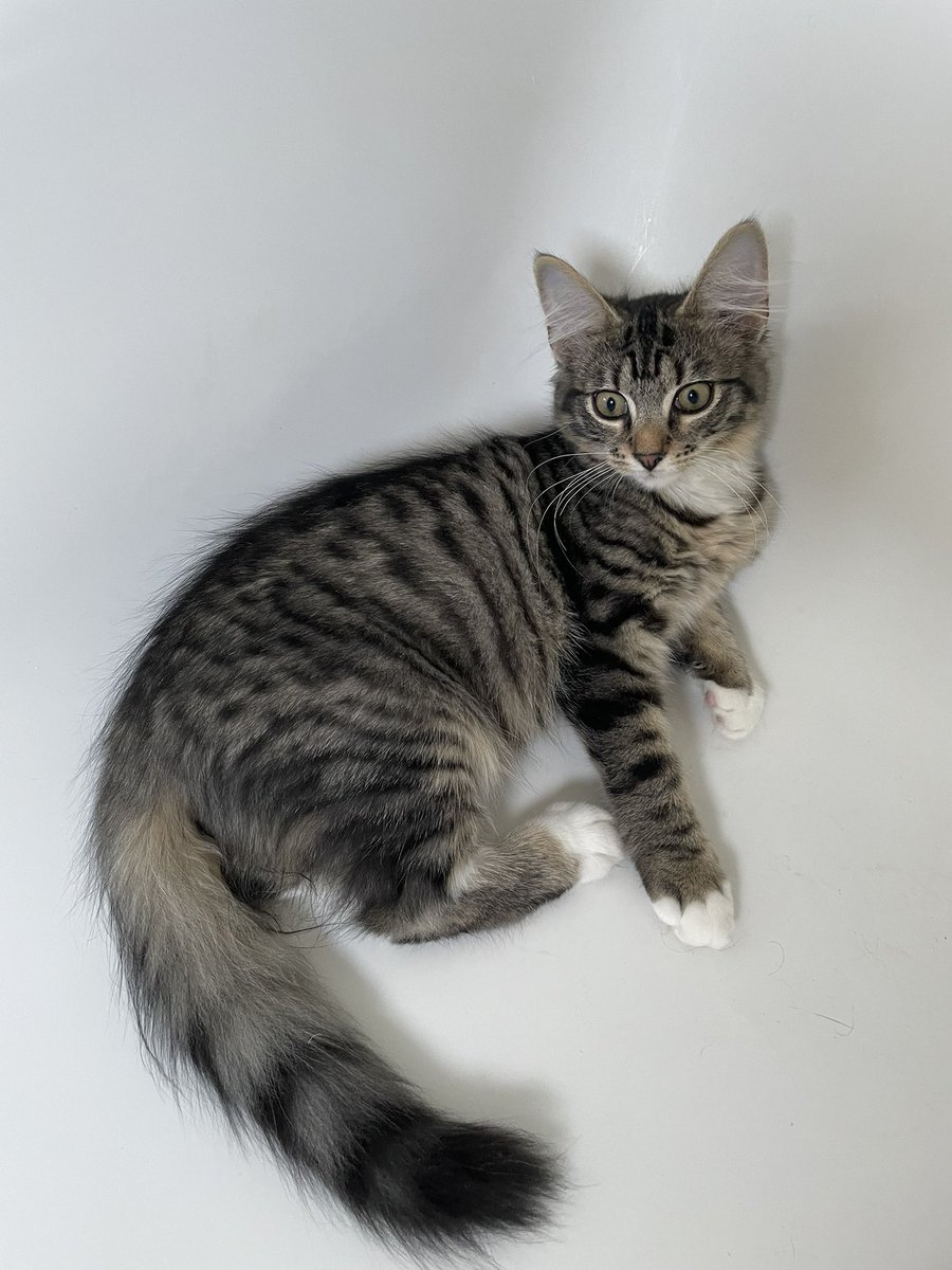 Thor_tabby's tweet image. I’ve been caught playing in the bathtub today! It’s my new favourite place. #thorsadventures  #catsoftwitter