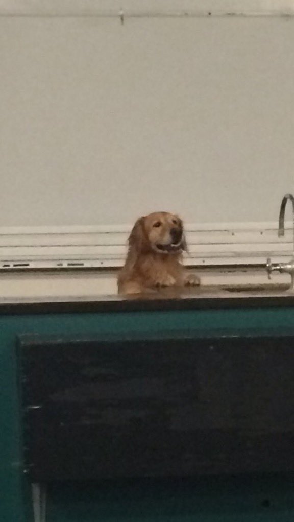 dog_rates's tweet image. “good morning class today we’re going to learn what makes a good boy so good” 14/10
