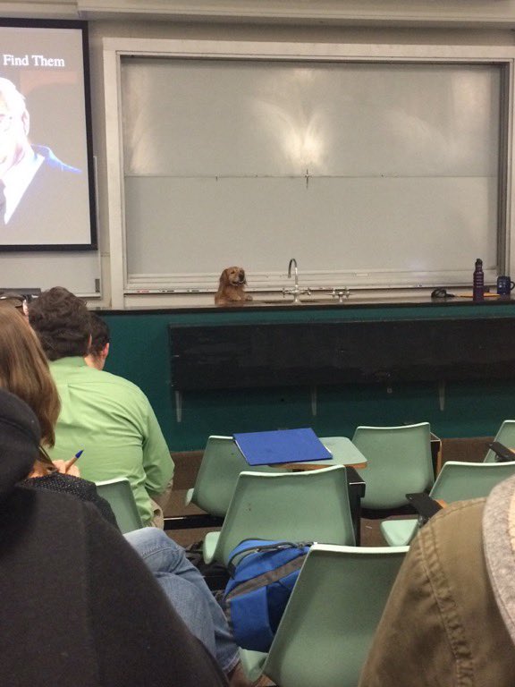 dog_rates's tweet image. “good morning class today we’re going to learn what makes a good boy so good” 14/10
