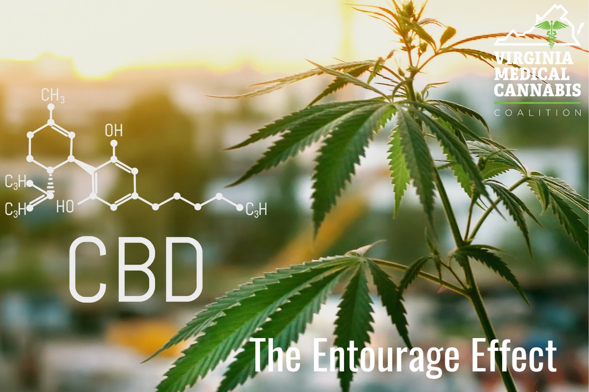 VMCCoalition's tweet photo. Ever heard of the "entourage effect" but don't know what it is? In our latest blog, we look closer at the chemical substances that work together within the cannabis plant to provide relief to medical cannabis patients.

Read more here: https://t.co/ek0q4EZVuf https://t.co/xZBPzlA2ra