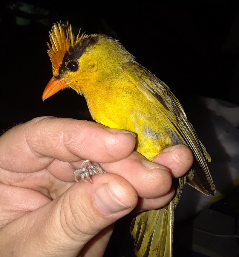 BirdWatchingMagazine (@birdwatchdaily) on Twitter photo A newly described songbird in South America — first spotted by ornithologists guiding a birding tour in Peru more than 20 years ago — represents not just a new species but also a new genus. Meet the Inti Tanager! ow.ly/EYOc50GPcO6 <a href="/AmOrnith/">American Ornithological Society</a> <a href="/LSU_MNS/">LSU Museum of NatSci</a> A newly described songbird in South America — first spotted by ornithologists guiding a birding tour in Peru more than 20 years ago — represents not just a new species but also a new genus. Meet the Inti Tanager! ow.ly/EYOc50GPcO6 <a href="/AmOrnith/">American Ornithological Society</a> <a href="/LSU_MNS/">LSU Museum of NatSci</a>